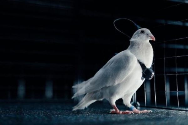 Российская группа компаний Neiry создала управляемого голубя-биодрона. Neiry готовится к опытному внедрению в подходящие сферы