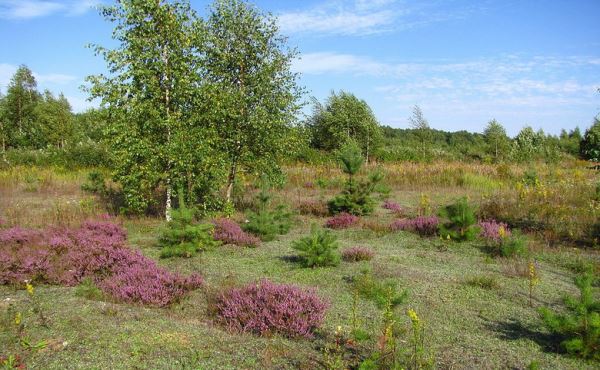 Похищающие коров человечки и крокодилы в Беларуси: История от нашего читателя