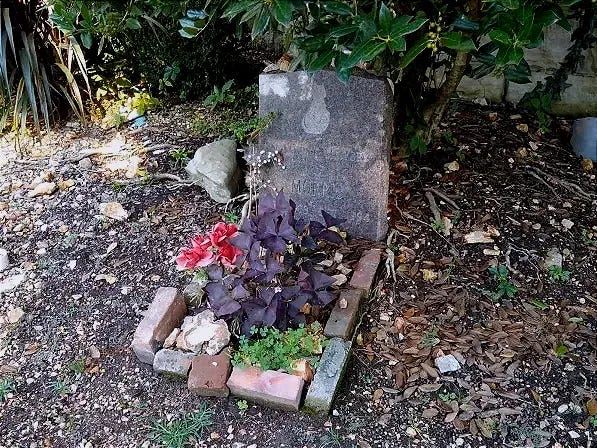 Места, где есть высокий шанс встретить кота-призрака