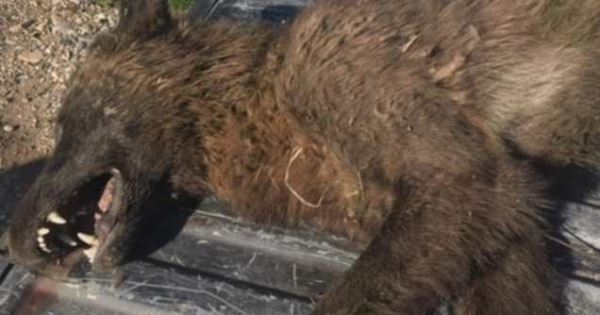 В Монтане убили необычное волкоподобное животное