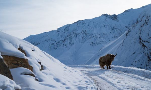 Микробы из экскрементов животных Тибета могут совершить прорыв в биотехнологиях