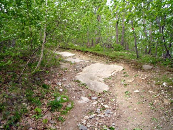 Нечто крупное и двуногое гналось за оленями на горе Бикон в штате Нью-Йорк