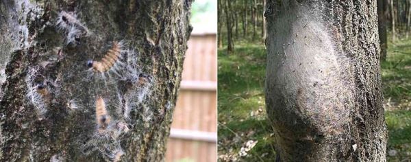 Юго-восток Великобритании заполонили опасные для человека гусеницы