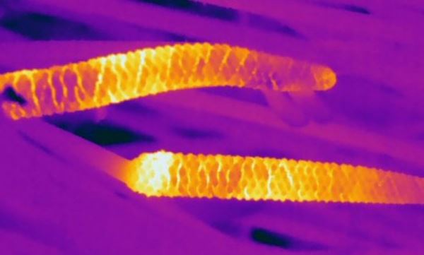 Древняя форма растительной коммуникации до сих пор привлекает опылителей с помощью тепла