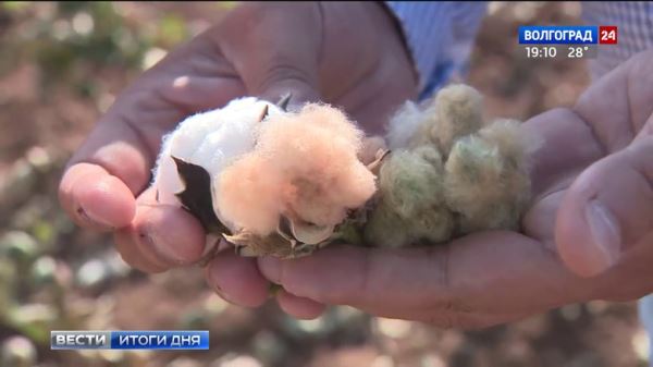 Загадочный разноцветный хлопок, подаренный Богами древним ацтекам