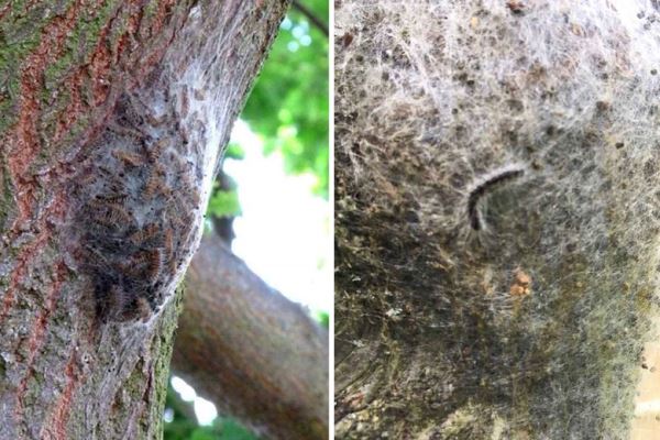 Юго-восток Великобритании заполонили опасные для человека гусеницы