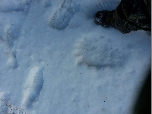 Американка уже 24 года ищет Снежного Человека, которого видела в юности