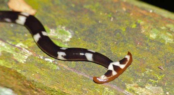 Загадочные многометровые дождевые черви, которых много лет наблюдают в Японии