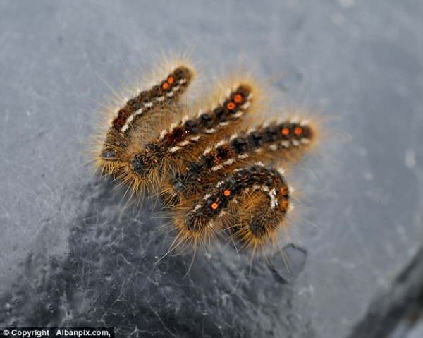 Юго-восток Великобритании заполонили опасные для человека гусеницы