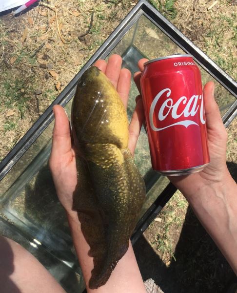 В США обнаружили аномально большого головастика