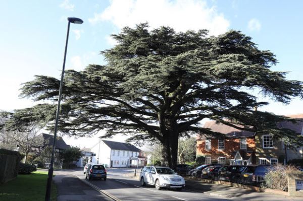 Считающийся проклятым кедр уничтожил стоящий рядом автомобиль
