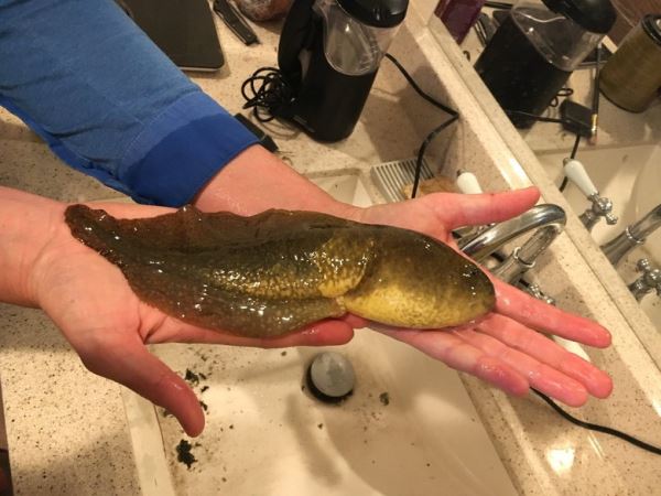 В США обнаружили аномально большого головастика