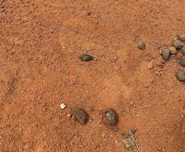 Тайна бесследного исчезновения 4-летнего Гаса Ламонта в австралийской глубинке