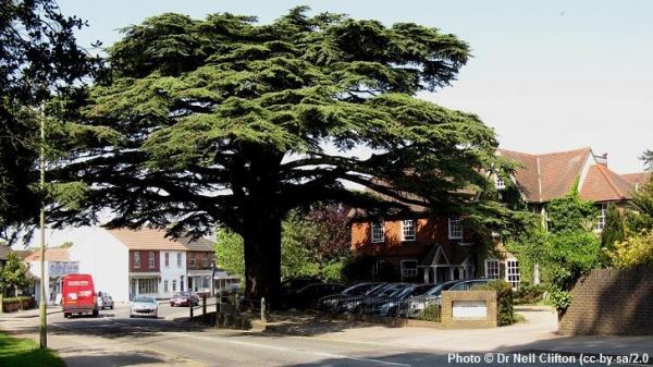 Считающийся проклятым кедр уничтожил стоящий рядом автомобиль