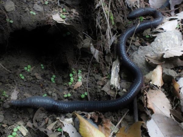 Загадочные многометровые дождевые черви, которых много лет наблюдают в Японии
