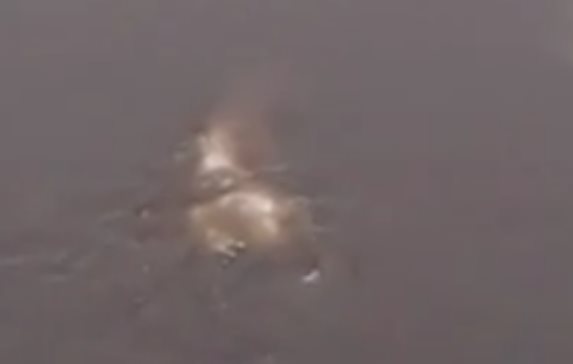 В Смоленской области в реке Днепр засняли непонятную рыбу или животное