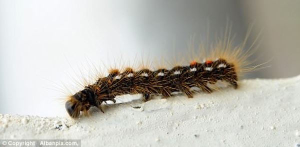 Юго-восток Великобритании заполонили опасные для человека гусеницы