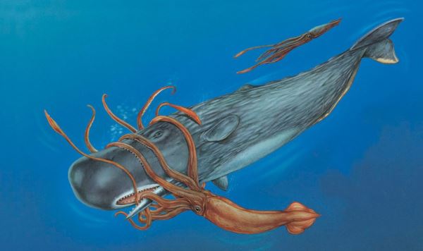 Кашалот - самое загадочное животное Земли