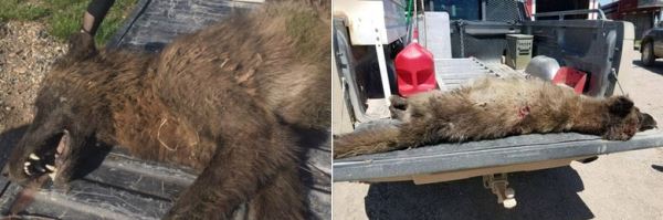 После убийства "волкособаки" в Монтане мужчина рассказал, что видел жуткого монстра в этих местах год назад