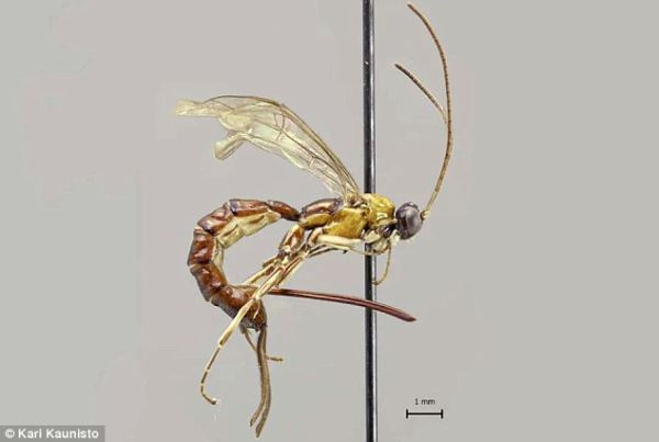 В амазонских лесах обнаружили новый вид ос, которые откладывают свои яйца в тела пауков