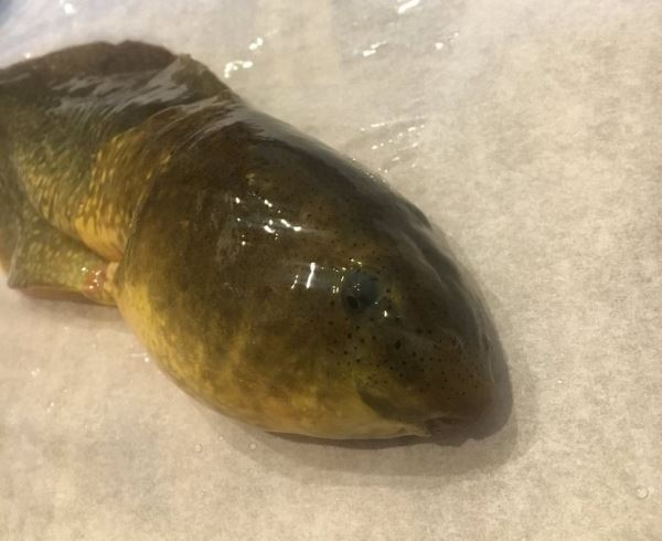 В США обнаружили аномально большого головастика