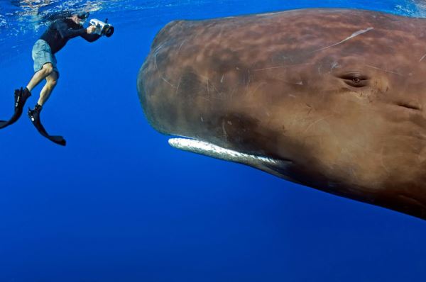 Кашалот - самое загадочное животное Земли