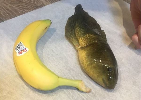 В США обнаружили аномально большого головастика